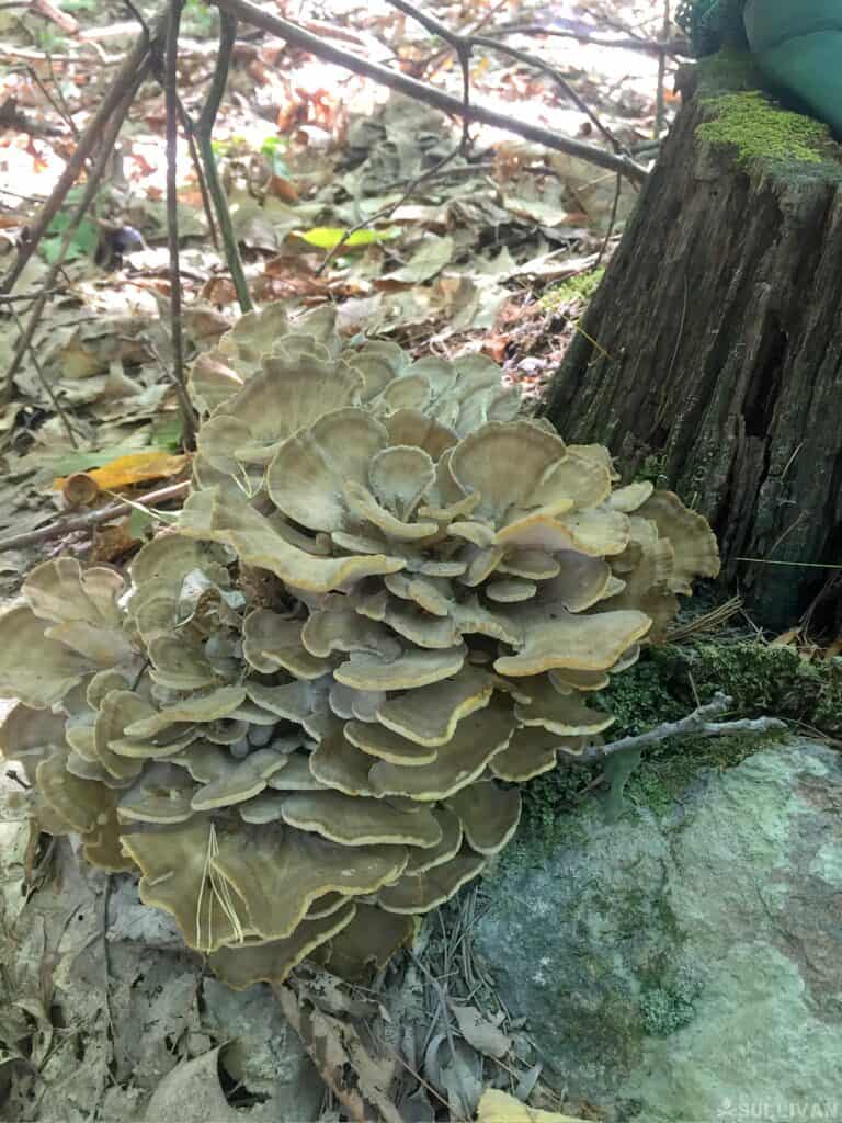 hen of the woods mushrooms on the side of the tree