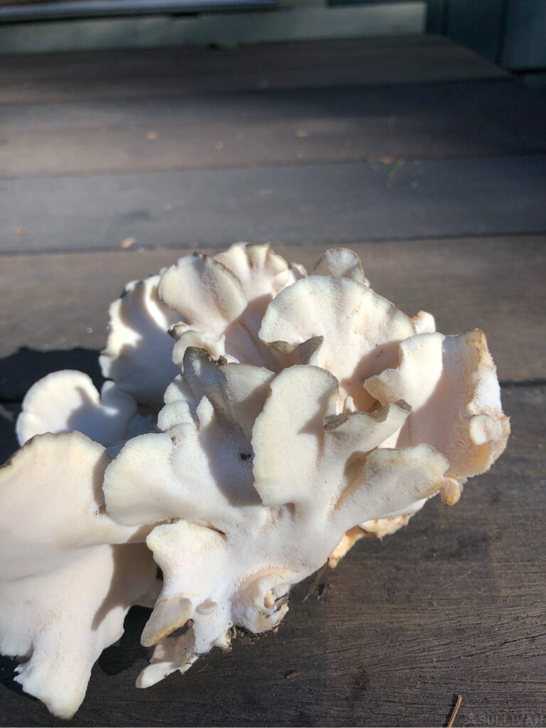 a hen of the woods mushroom