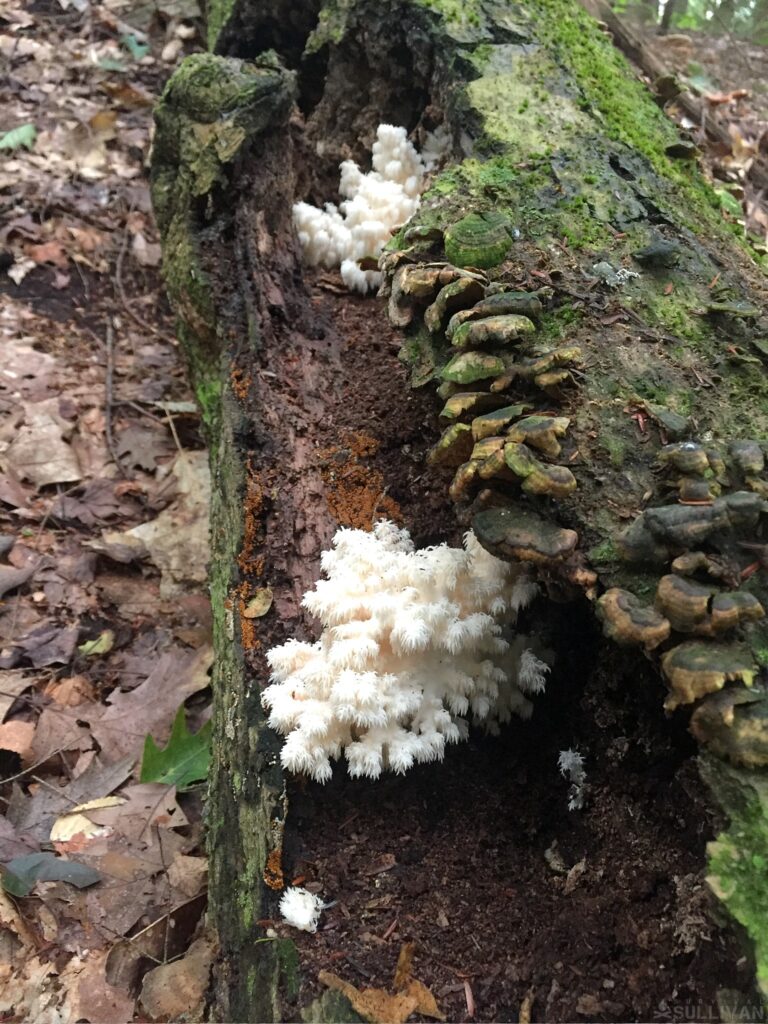 immature Bear's tooth mushrooms