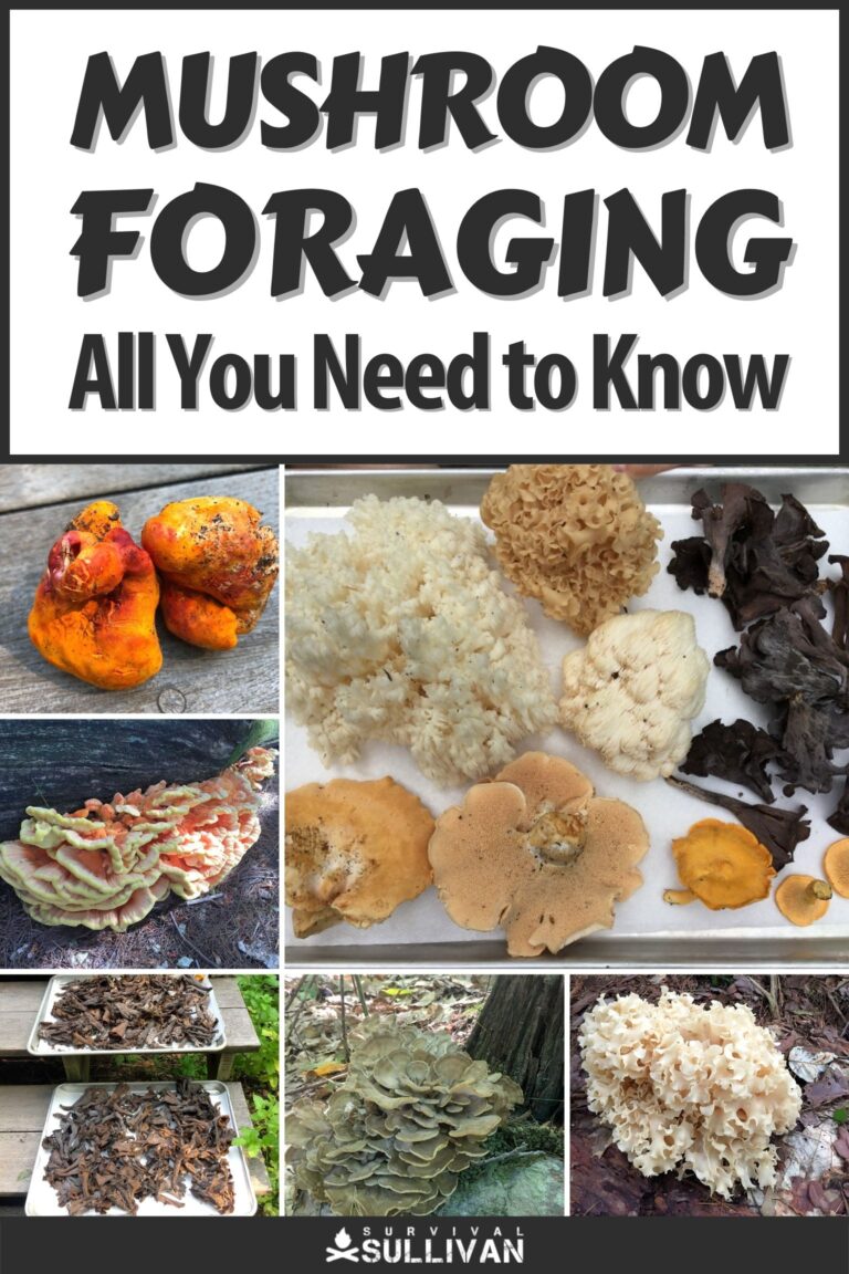 mushroom foraging pinterest