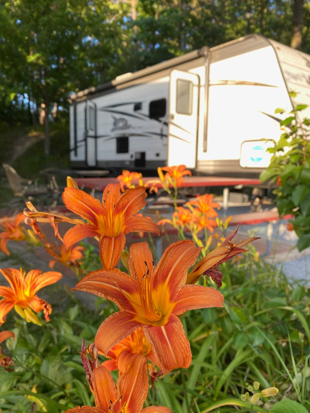 Flowers near an RV site.