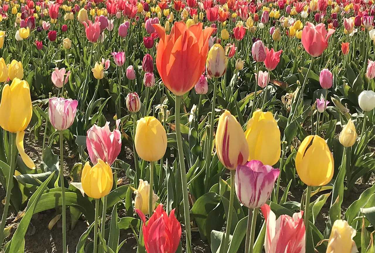 A garden of colorful tulips in the sun.