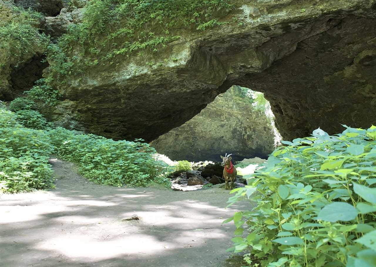 Goat standing near the entrance of a cave.