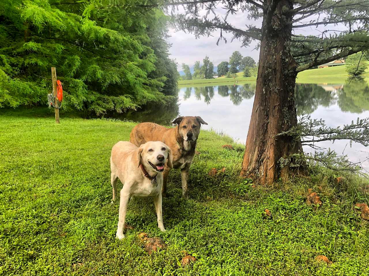 The Dogs of 2 Traveling Dogs