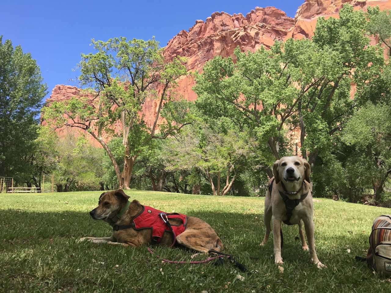 Capitol-Reef-National Park with dogs