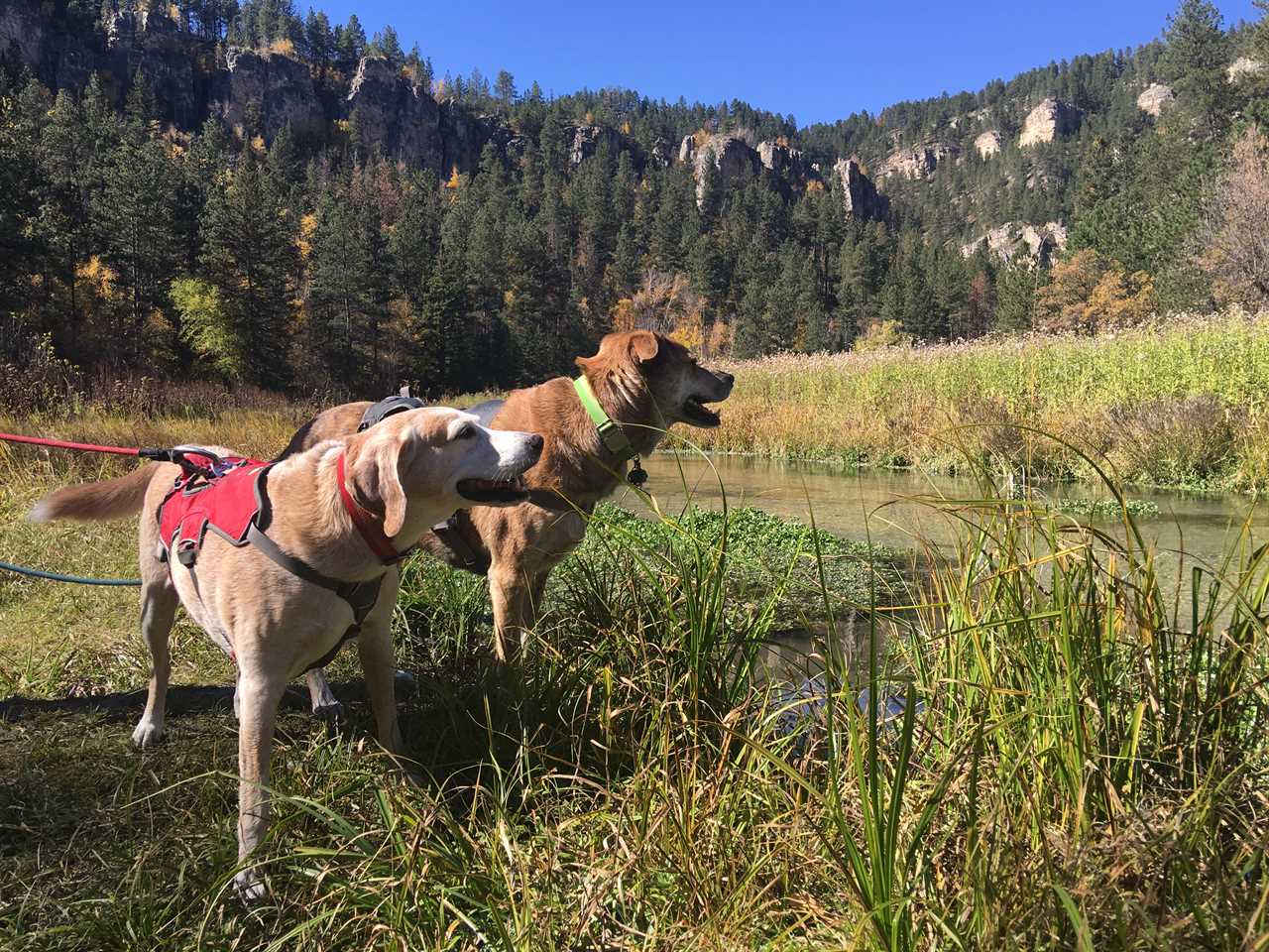 2 Traveling Dogs in South Dakota