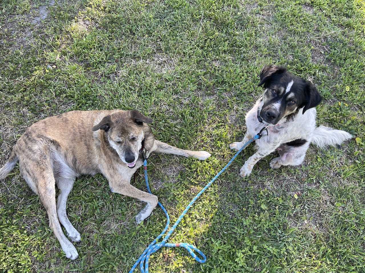 2 Traveling Dogs on Dog-Friendly Road Trip