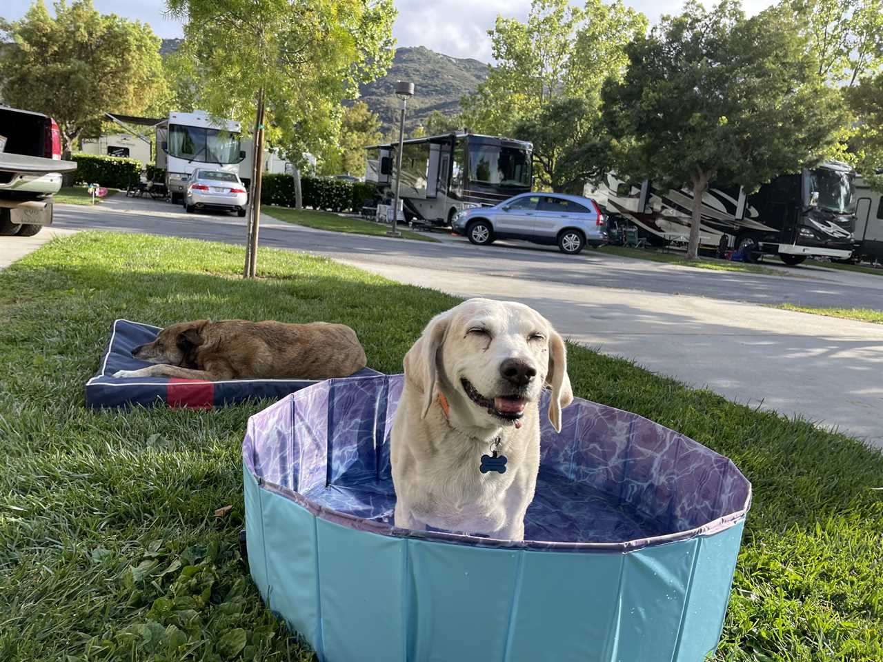 2 Traveling Dogs at Dog-Friendly Pechanga Resort