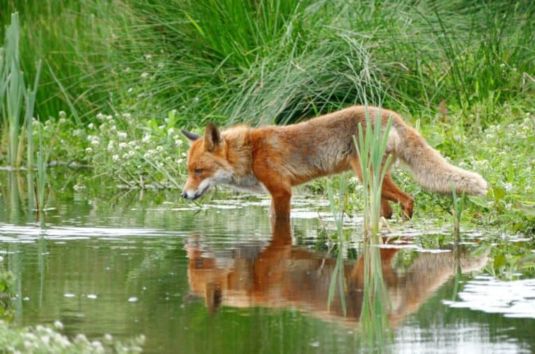 fox next to a lake