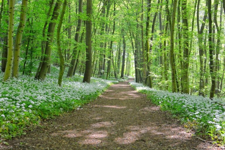 wild garlic in the forest