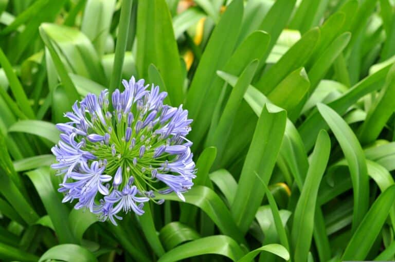 wild onion purple flower