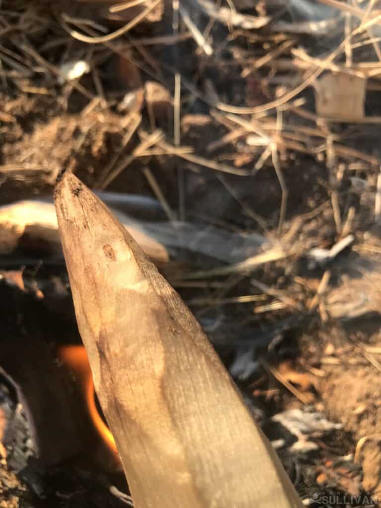 spear head starting to brown