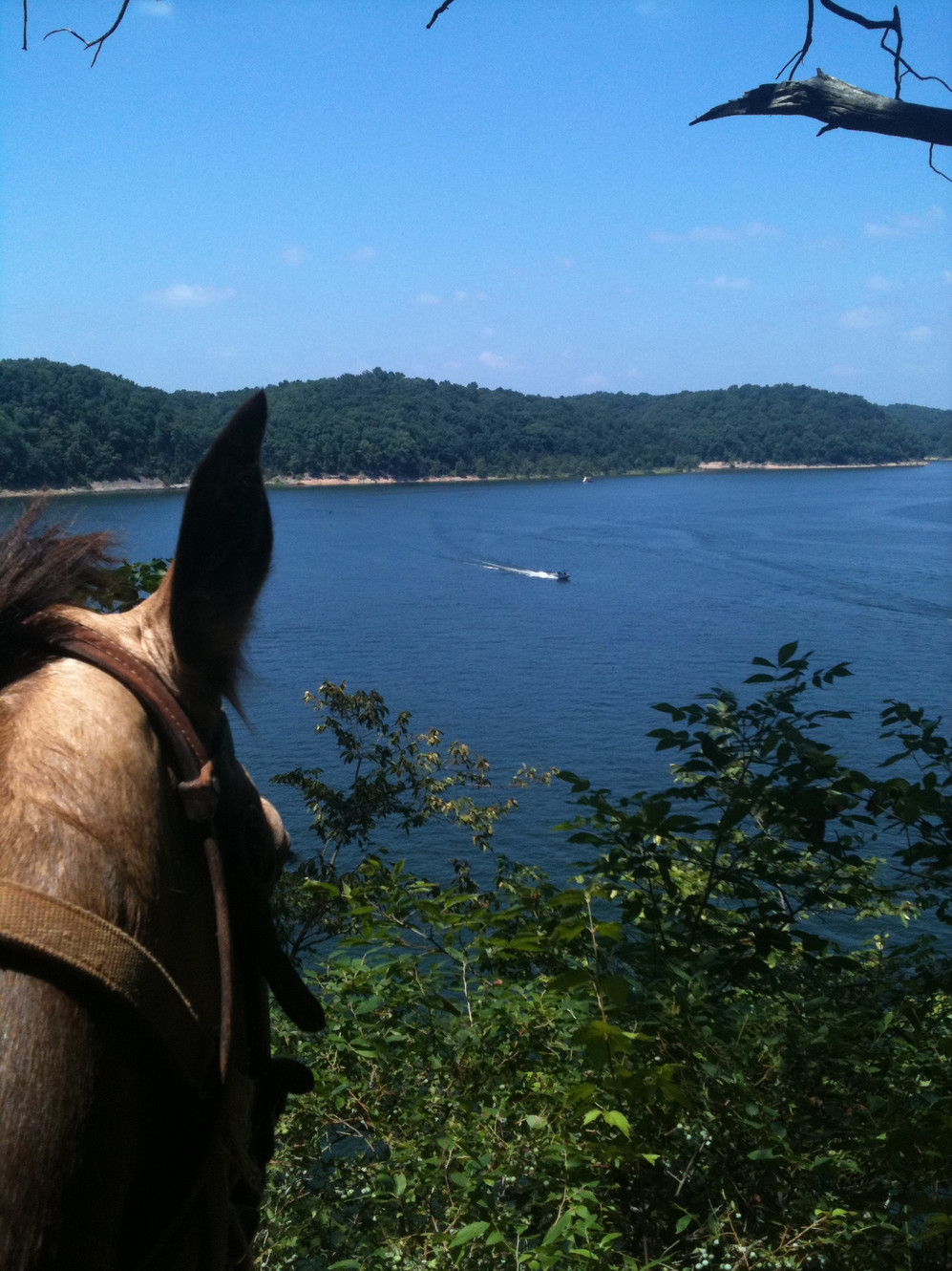 A horse looks over a vast lake.