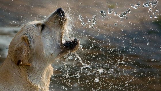 Dog Drinking Water