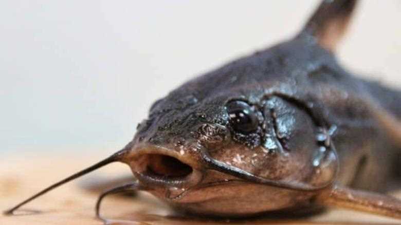 So, Can You Eat Channel Catfish for Survival?
