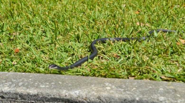 Black Racer Snakes: Are they Poisonous Or Dangerous?