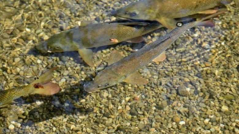 So, Can You Eat Brook Trout for Survival?