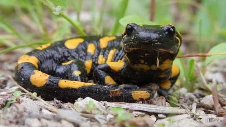 So, Can You Eat Salamanders for Survival?