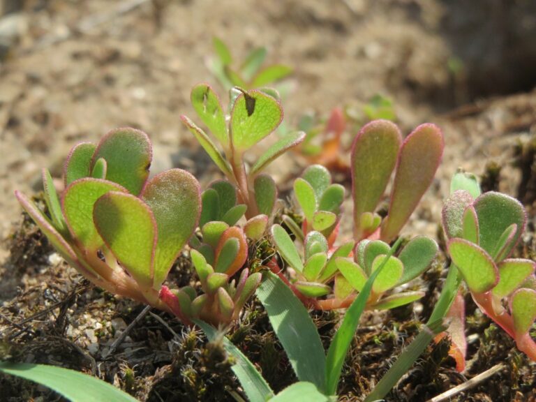 purslane portulaca oleracea