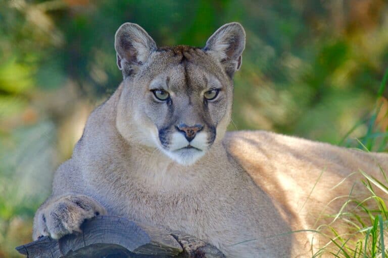 mountain lion