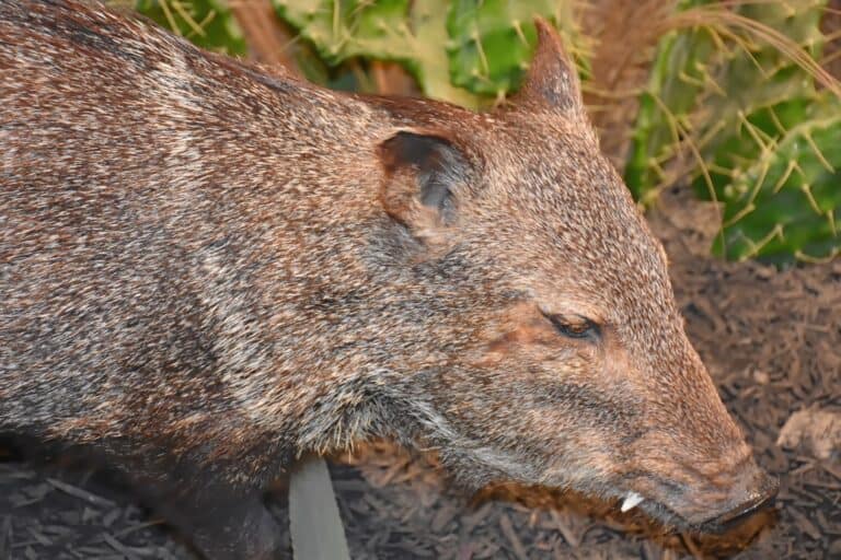 wild boar