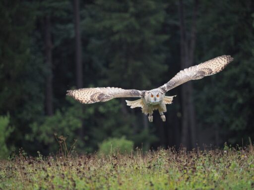 owl flying