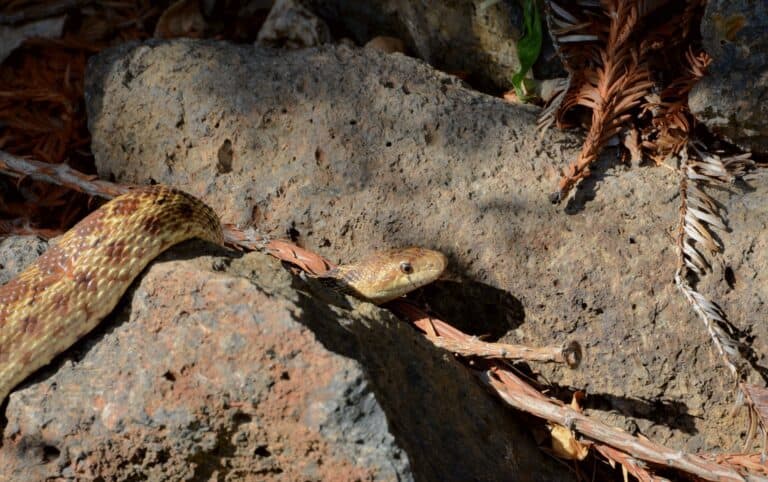 gopher snake in nature