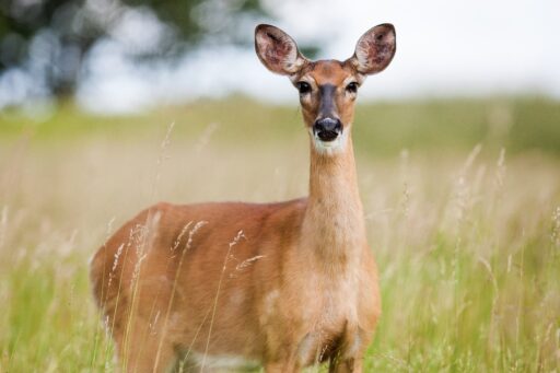 roe deer