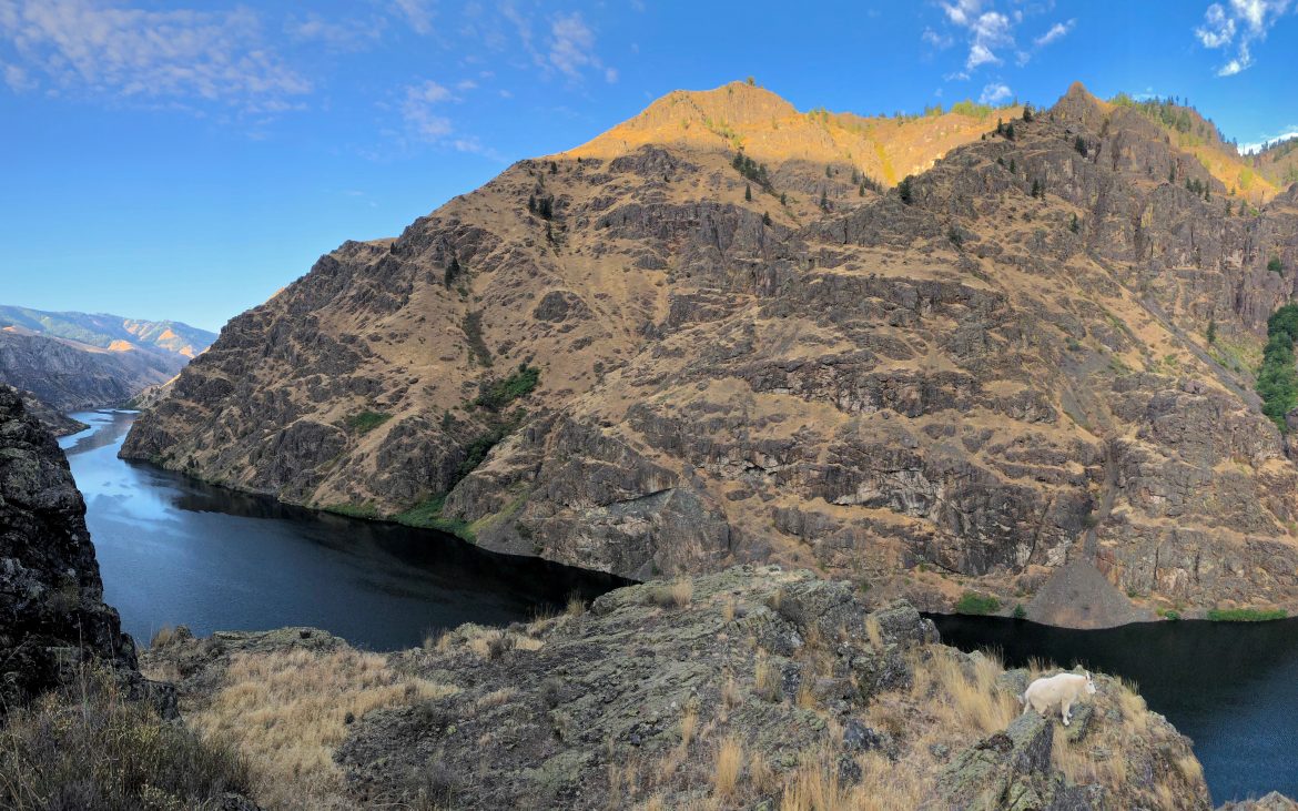 A mountain goat Perched above Hells Canyon 