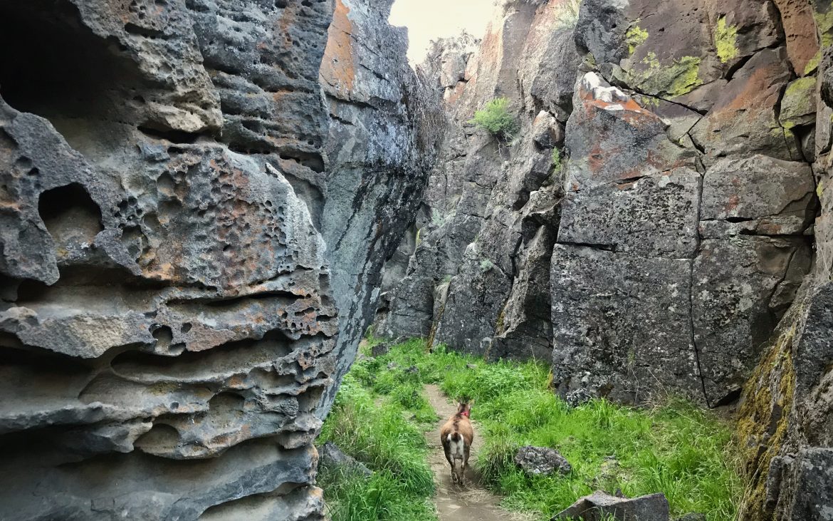 Mountain goat enjoying the lush bottom floor of the volcanic fissure. 