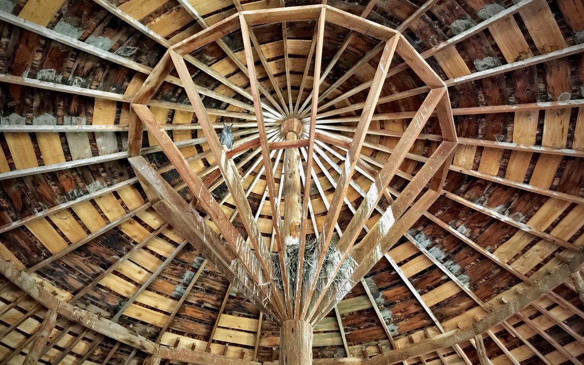 A barn owl stares down from the rafters at the Pete French Round Barn. 