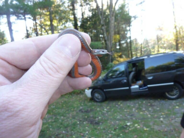 northern redbelly snake