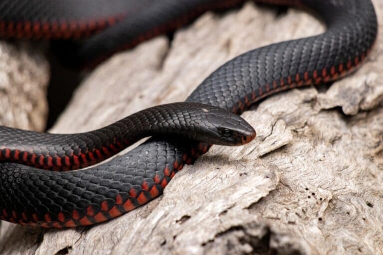 red-bellied black snake