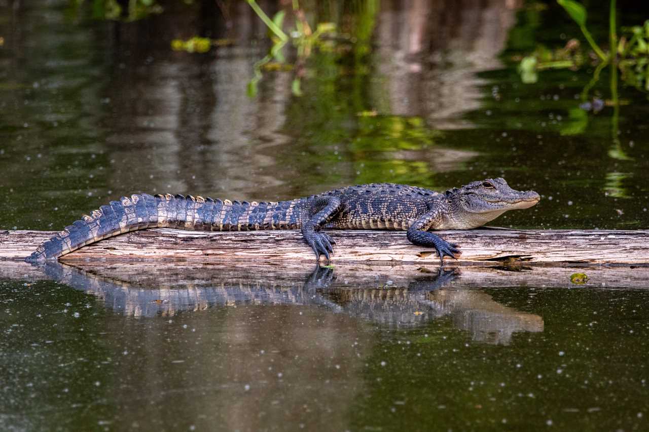 A gator basking on a floating log.