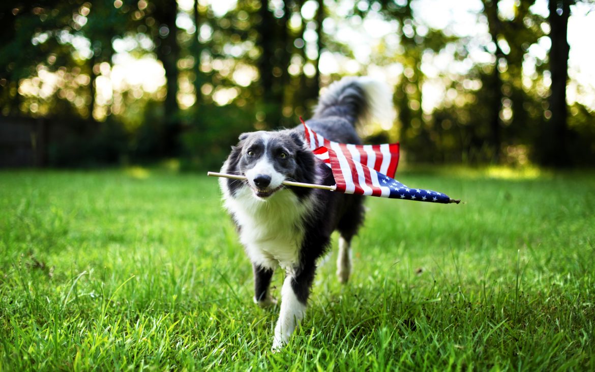 Happy dog playing outside and carrying the American flag