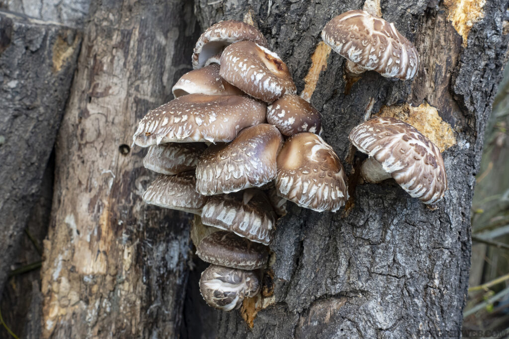 Photo of shiitake mushrooms, an easy to grow transitional food, emerging from the trunk of a tree.