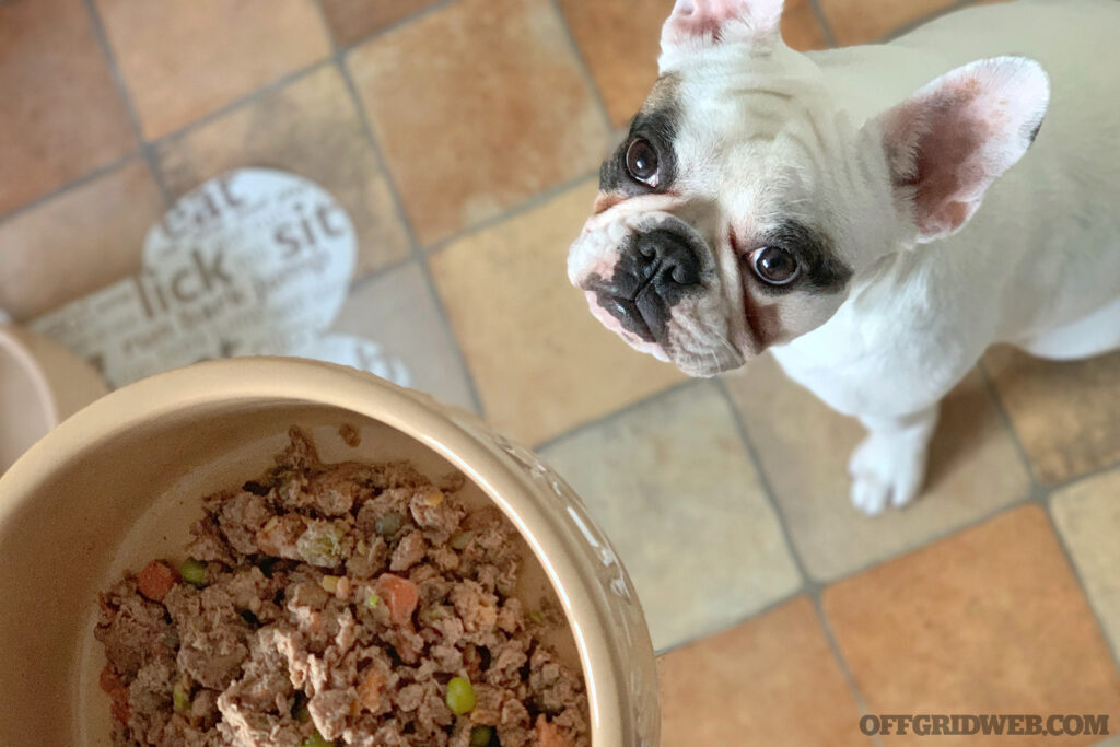 Canine Cuisine: Eating Dog Food in Dire Situations