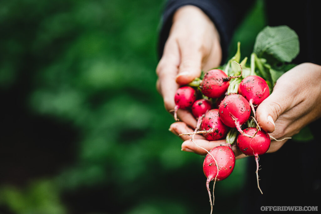 Close up photo of a woman's hands holding freshly picked radishes, a fast growing vegetable perfect for transitional food.