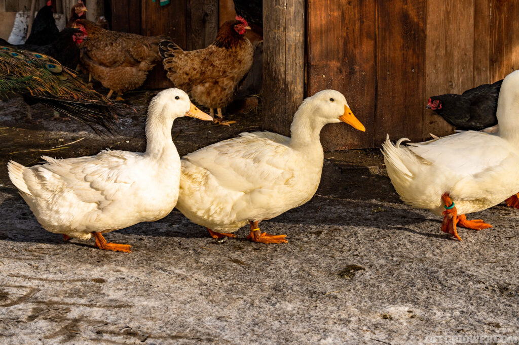 Photo of three white peking ducks walking in a row next to a barn.