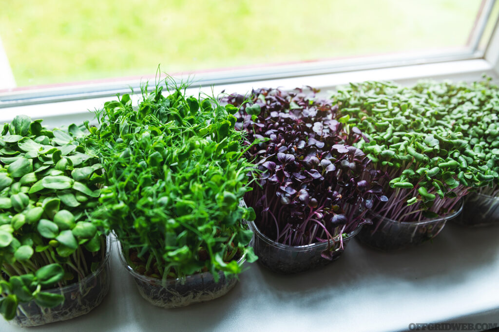 Photo of several small containers of microgreens growing in a windowsill.