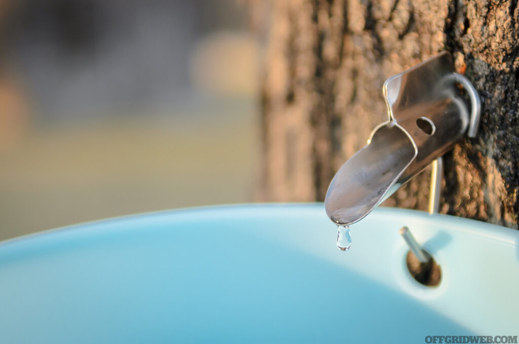 Close up photo of a spile being used to tap for maple syrup.
