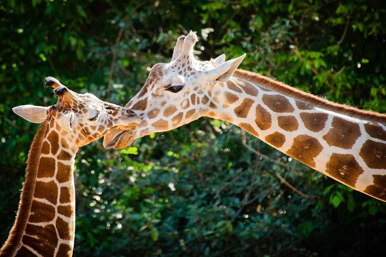 Two giraffes