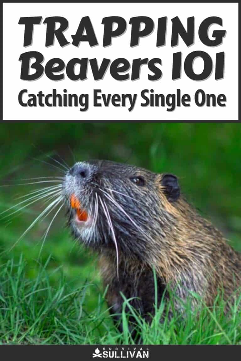 trapping beavers pinterest