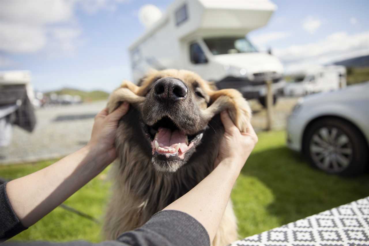 A dog lover grabs the cheeks of a big pooch at an RV camp.