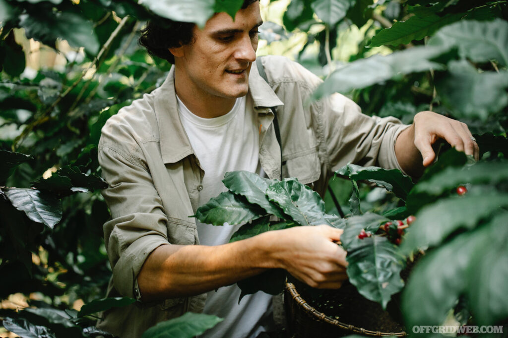 Photo of an adult male foraging for wild edibles in a thickly vegetated forest.