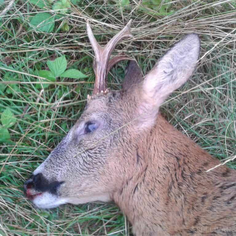 roe deer with antlers