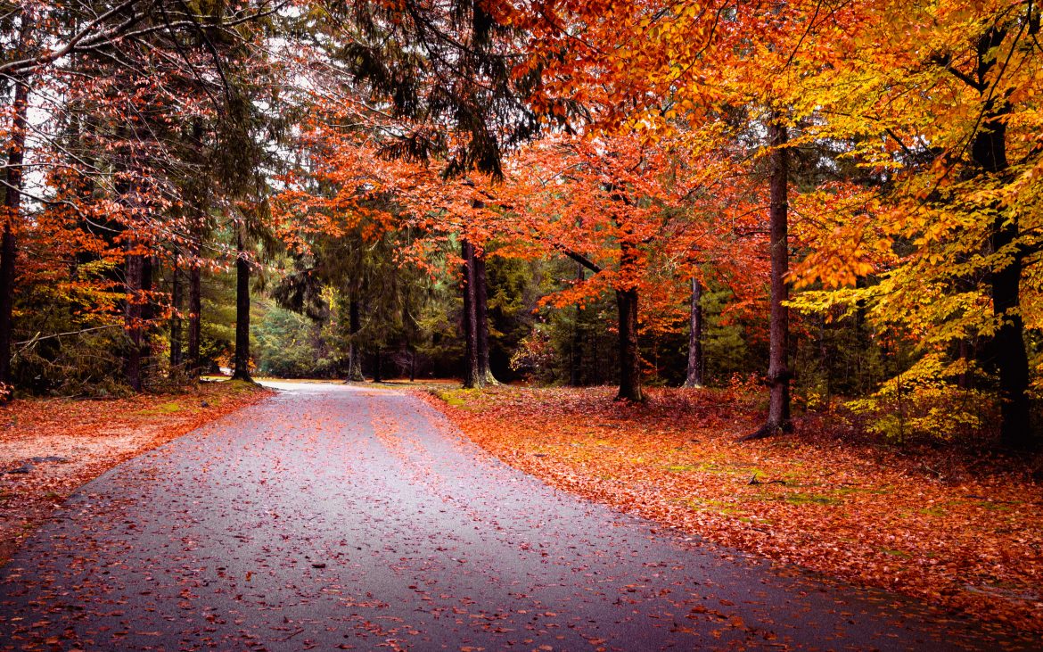 Fall Camping, Fall Colors