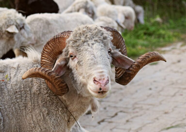 bighorn sheep