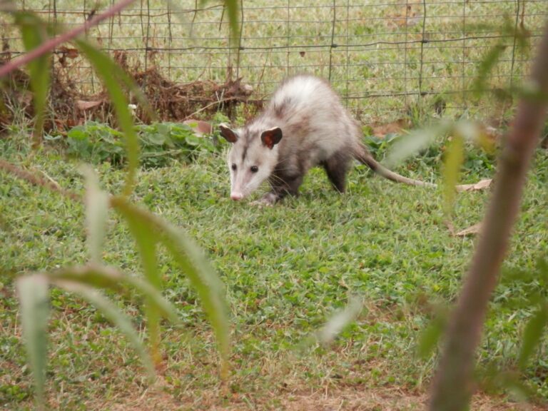 opossum