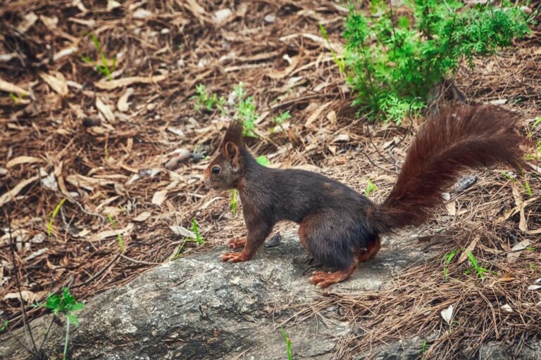 chipmunk